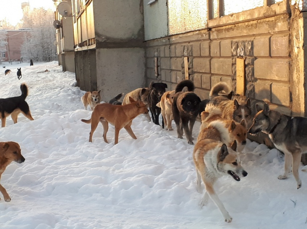 Бродячие собаки на улице и во дворе, как избавиться и куда обращаться Бродячие собаки на улице и во дворе, как избавиться и куда обращаться
