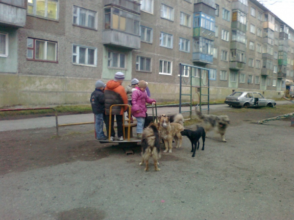 Бродячие собаки на улице и во дворе, как избавиться и куда обращаться Бродячие собаки на улице и во дворе, как избавиться и куда обращаться
