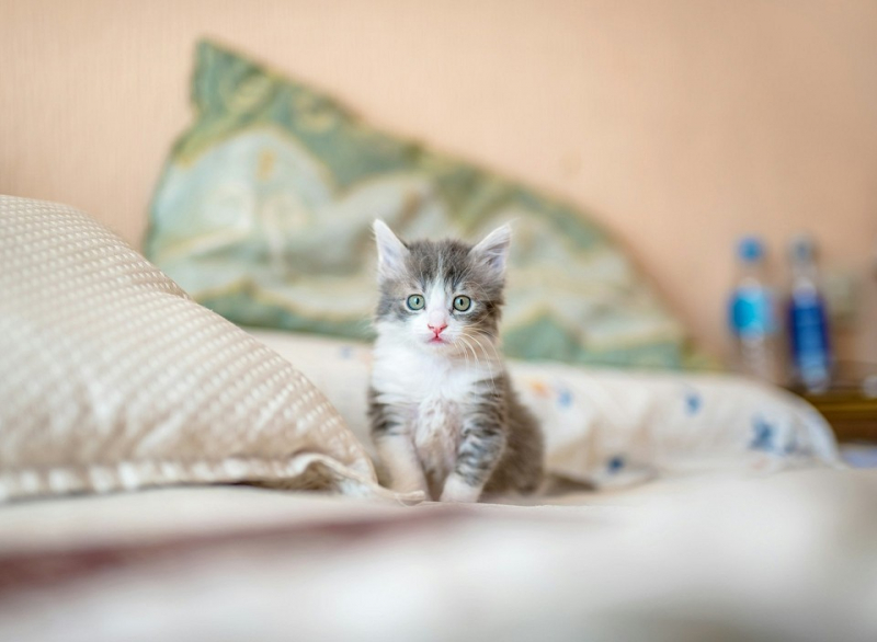 Чем вывести запах кошачьей мочи: 5 народных рецептов и спецсредства