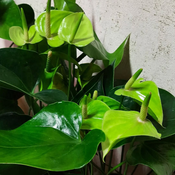 Описание сортов антуриума: 22 красивые разновидности с названиями и фото